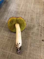 Aureoboletus auriporus