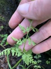 Cystopteris reevesiana