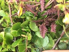 Pedicularis labradorica