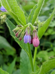 Symphytum asperum