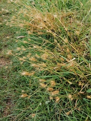 Hordeum secalinum