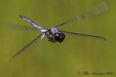Libellula axilena