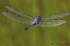 Libellula axilena