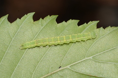 Hypena abalienalis