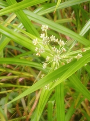 Scirpus polyphyllus