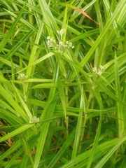 Scirpus polyphyllus