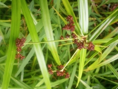 Scirpus polyphyllus