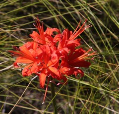 Nerine sarniensis