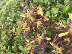 Pedicularis labradorica