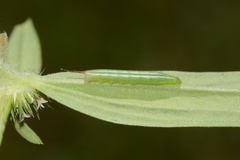 Xylophanes tersa
