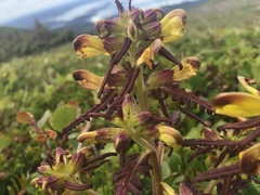 Pedicularis labradorica