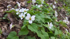 Viola canadensis