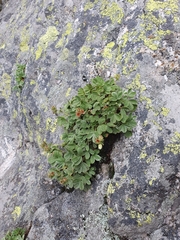 Potentilla grammopetala