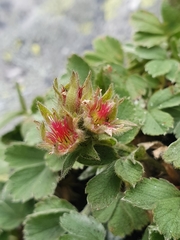 Potentilla grammopetala