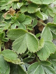 Potentilla grammopetala