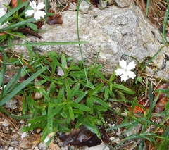 Heliosperma alpestre