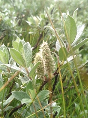 Salix lapponum