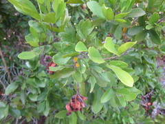 Pithecellobium keyense