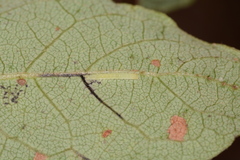 Hypsoropha hormos