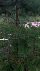 Pinus sylvestris