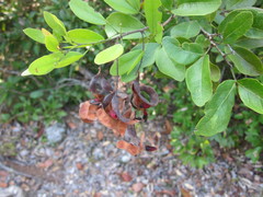 Pithecellobium keyense