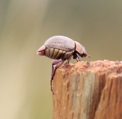 Phyllophaga lanceolata