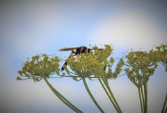 Ichneumon xanthorius