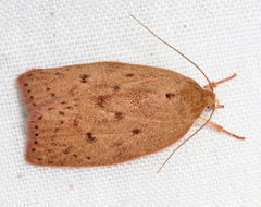 Prionocris protoxantha