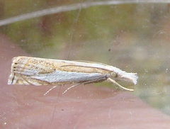 Crambus youngellus