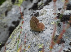 Lycaena hippothoe eurydame