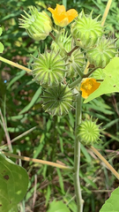 Abutilon theophrasti