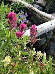 Castilleja parviflora olympica