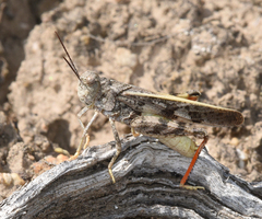 Cratypedes neglectus