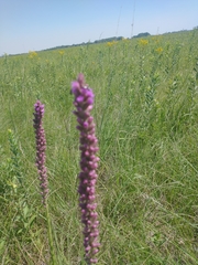 Liatris lancifolia
