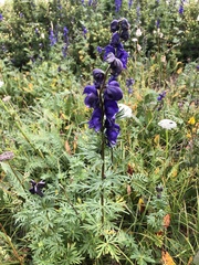 Aconitum glandulosum
