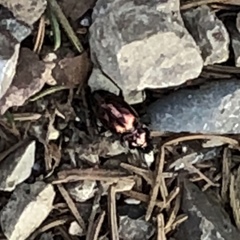 Pterostichus burmeisteri