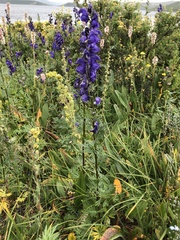 Aconitum glandulosum