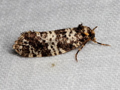 Ardiosteres moretonella