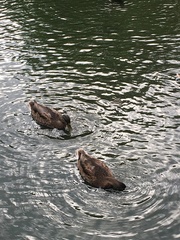 Anas platyrhynchos