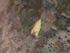 Gymnobathra flavidella