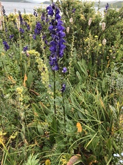 Aconitum glandulosum