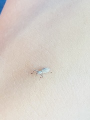 Pandeleteius nodifer