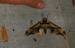 Adhemarius dariensis