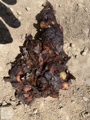 Spilogale gracilis