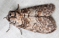 Discophlebia celaena