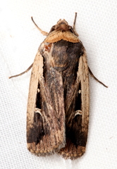 Proteuxoa tortisigna