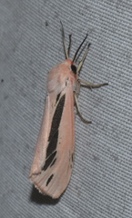 Micraloa