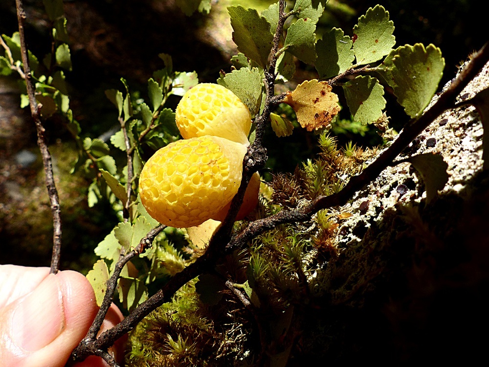 Cyttaria image