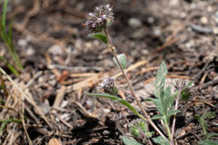 Phacelia mutabilis