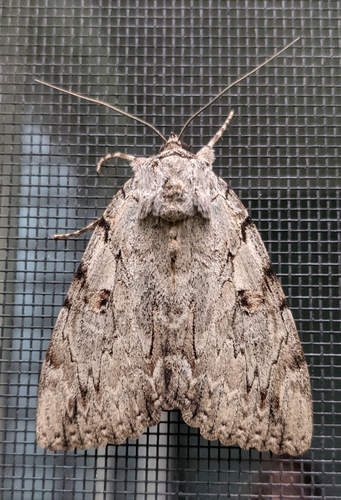 Youthful Underwing (Catocala subnata)